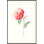 Fleur Delicate II Painting by Helen Parker-74441666-74441667