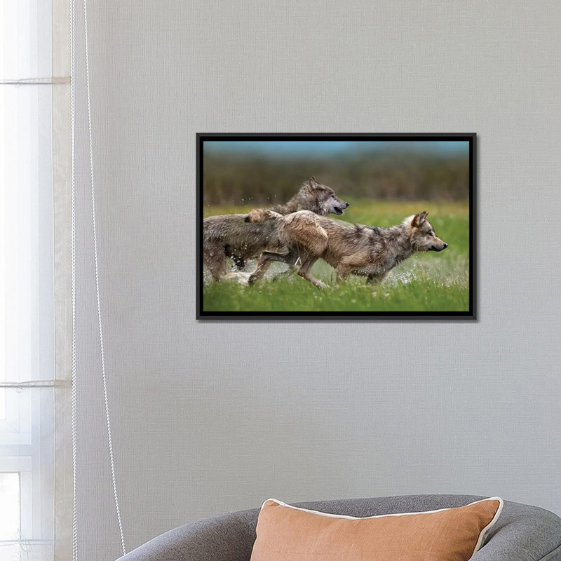 « loup pair running through water, north america », impression sur toile, H 18 po x l 26 po x P 1,5 po, Toile avec cadre noir