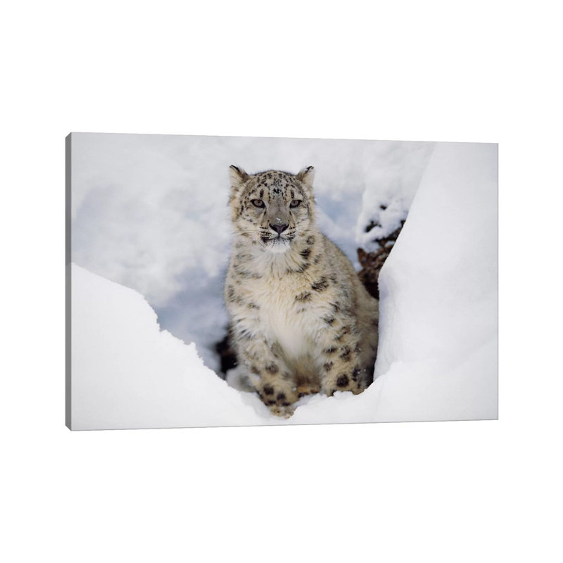 Snow Leopard In Snow, Native To Asia by Tim Fitzharris - Wrapped Canvas Print, 66.04 cm H x 45.72 cm W x 1.91 cm D