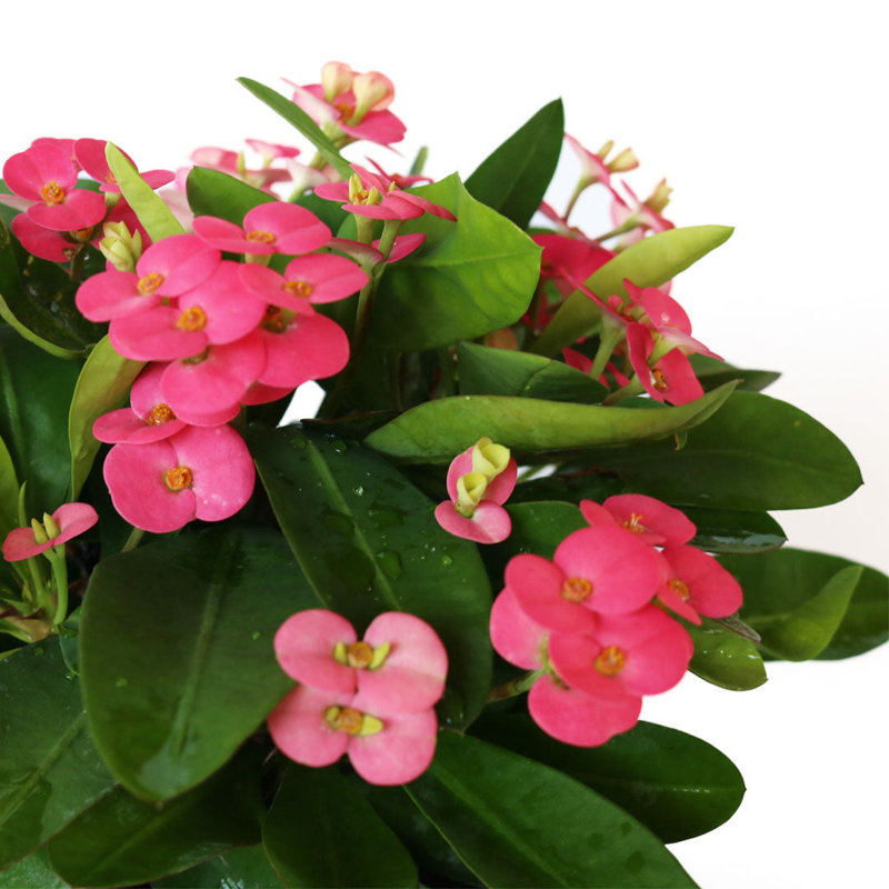Pink Crown of Thorns Indoor Flowering Shrub in Black Pot