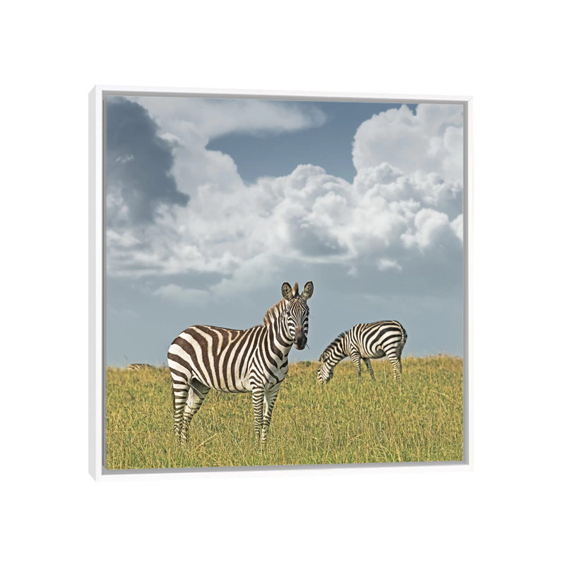 Colour Zebra Duo by Klaus Tiedge - Print on Canvas, 66.04 cm H x 66.04 cm W, White Framed