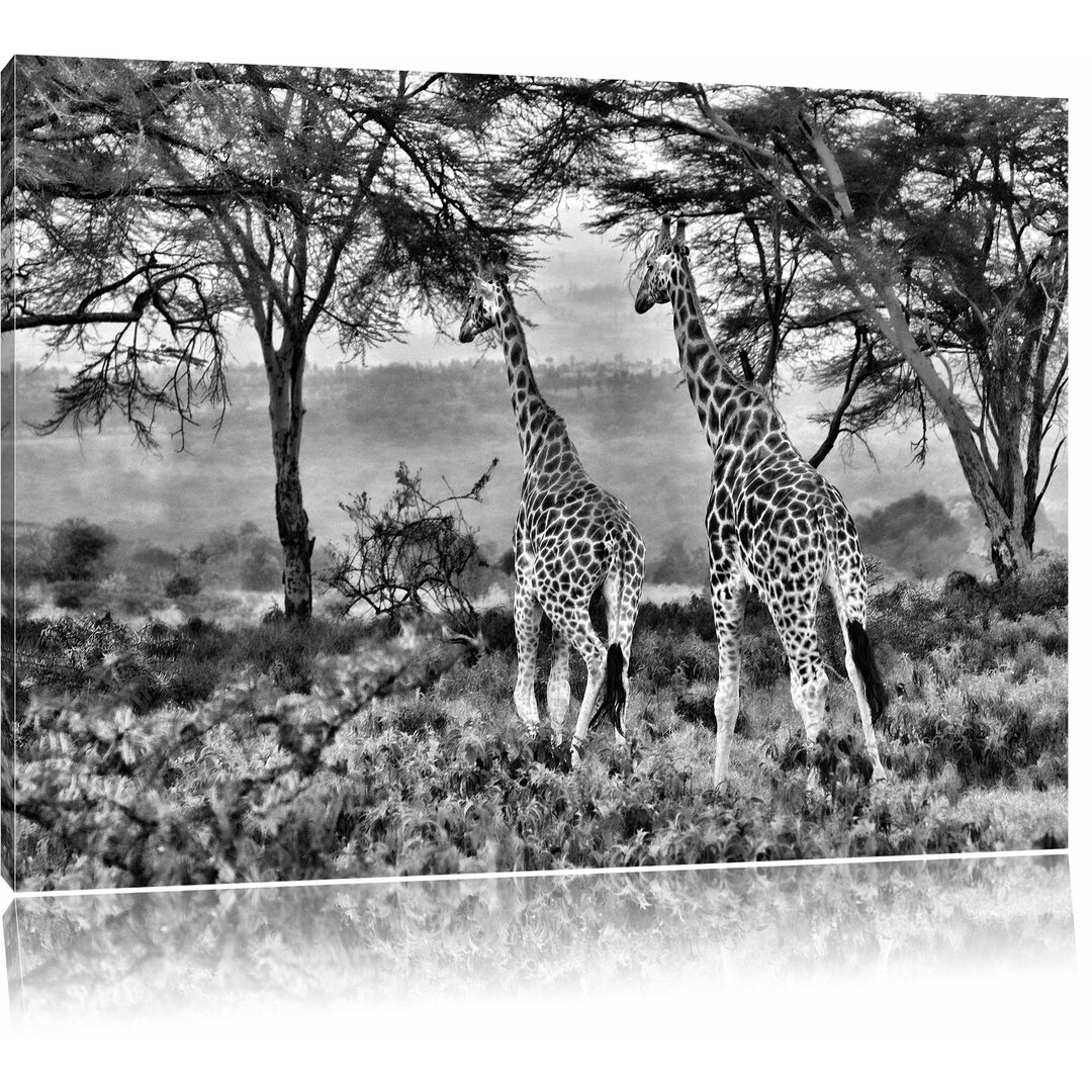 Leinwandbild Anmutige Giraffen in der Savanne in Monochrom