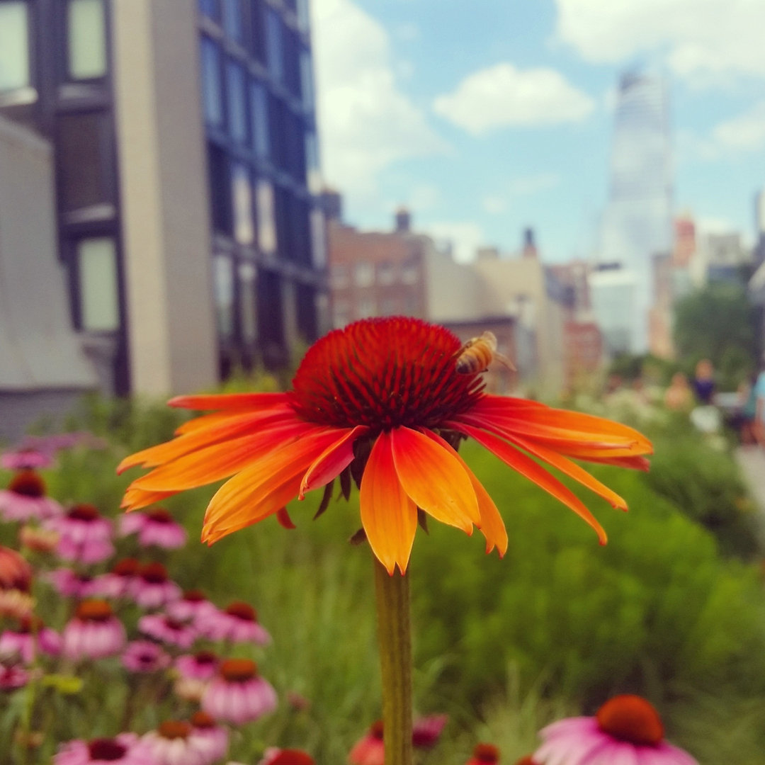 Echinacea Blumen von Boogich - Drucken