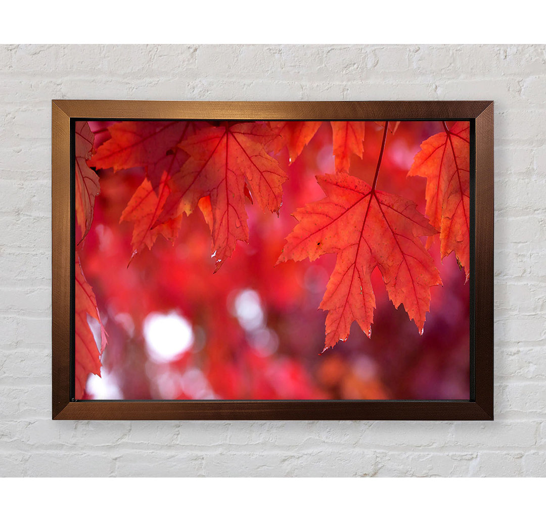 Roter Herbst - Einzelner Bilderrahmen Kunstdrucke