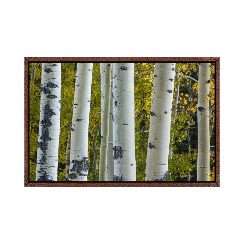 Aspen Trunks by Bill Sherrell - Gallery-Wrapped Canvas Giclée on Canvas, 66.04 cm H x 45.72 cm W, Classic Wood Framed