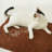 Unconditional Love Premium Pet Towel-2132342563