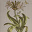 Toile botanique quadriptyque