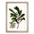 Oak Framed selected