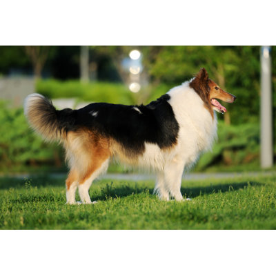 Shetland Sheepdog par Photocalk