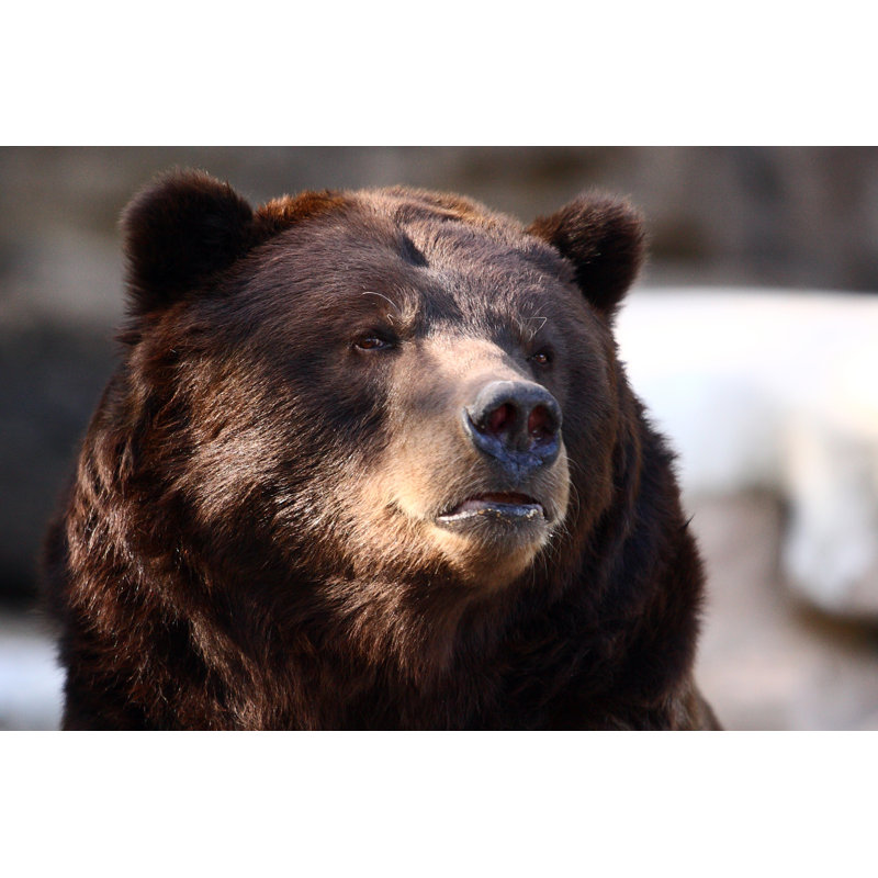 Grizzly Bear - Photographie sur toile tendue, L 12 po x H 8 po