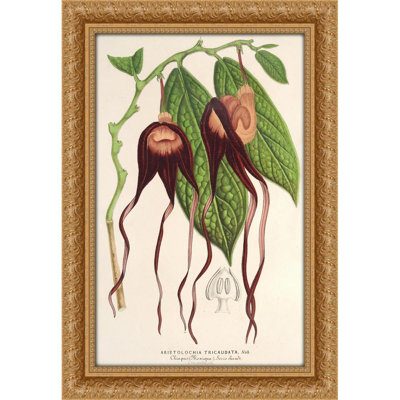 Aristolochia tricaudata (1854-1896)