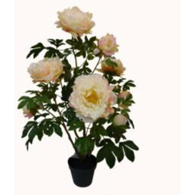 Pivoine verte et brune en pot