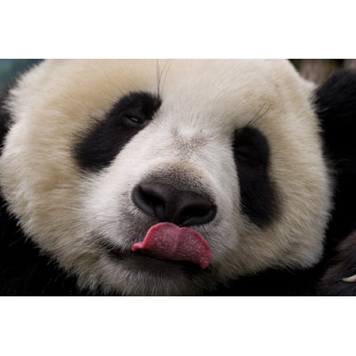 Léchage de panda par Jasonmooy