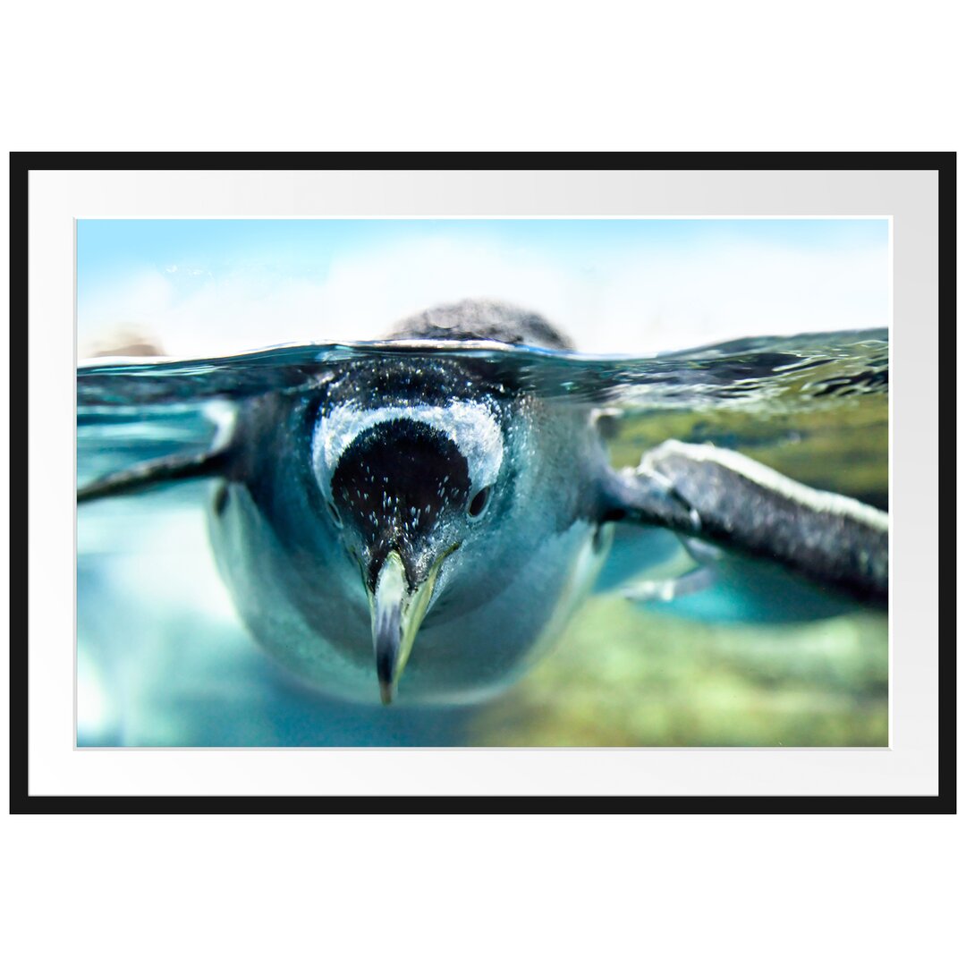 Gerahmtes Poster Pinguin im Wasser