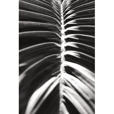 Palm Detail II BW by Wild Apple Portfolio - Wrapped Canvas Print