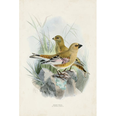 Antique Birds III - Painting
