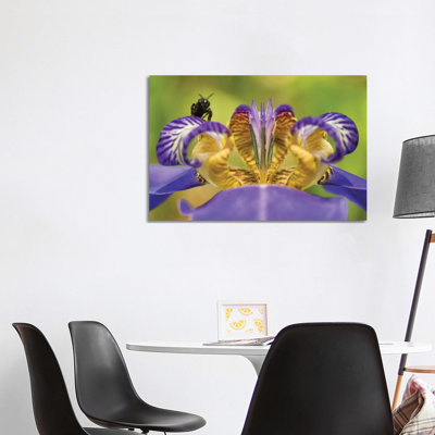 Bee On Purple Flower by Glauco Meneghelli - Wrapped Canvas Print