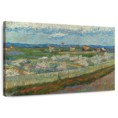 Alvord Peach Trees In Blossom