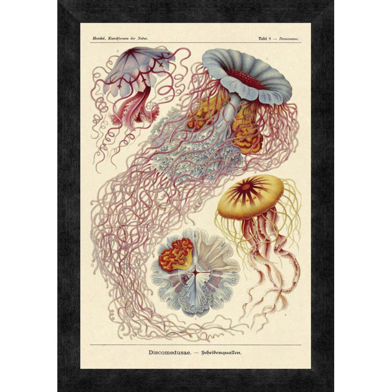 " Haeckel Nature Illustrations: Jelly Fish " by Ernst Haeckel, 32" H x 22" W x 1.5" D