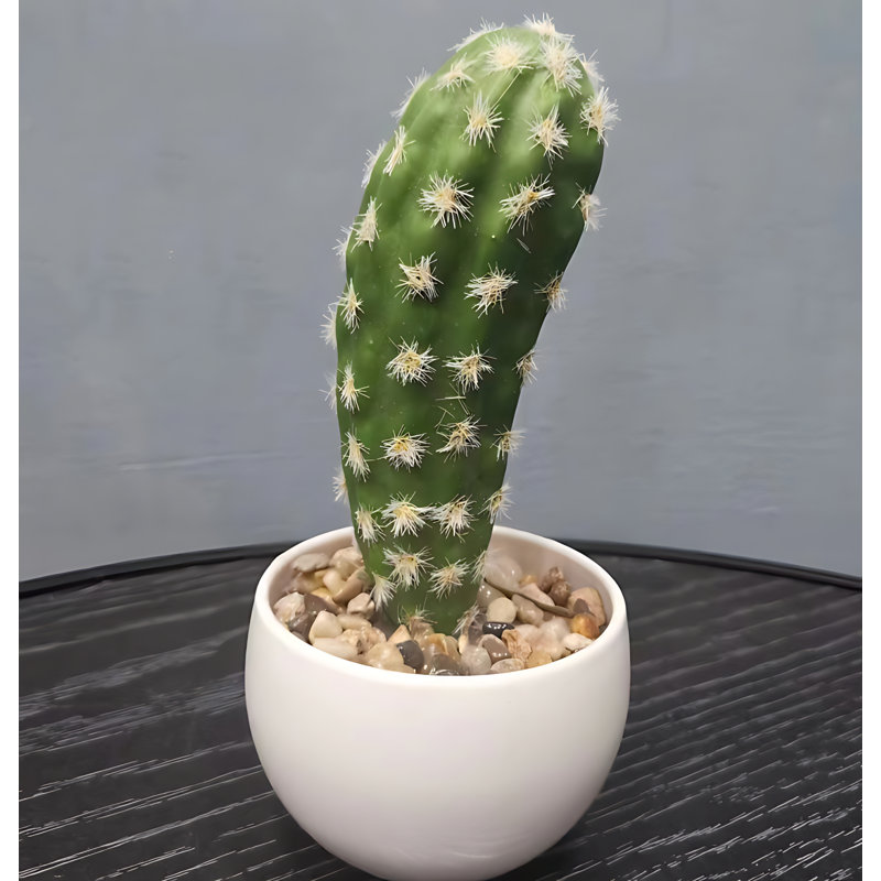 Cactus 7,08 po