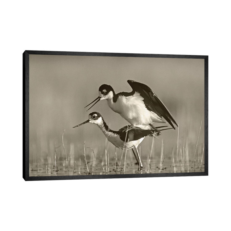 Black-necked Stilts Mating by Tim Fitzharris - Gallery-Wrapped Canvas Giclée on Canvas, 66.04 cm H x 45.72 cm W, Black Framed