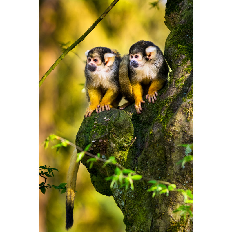 Closeup Of Squirrel Monkeys by Zocha_K - No Frame Print on Canvas, 122cm H x 81cm W