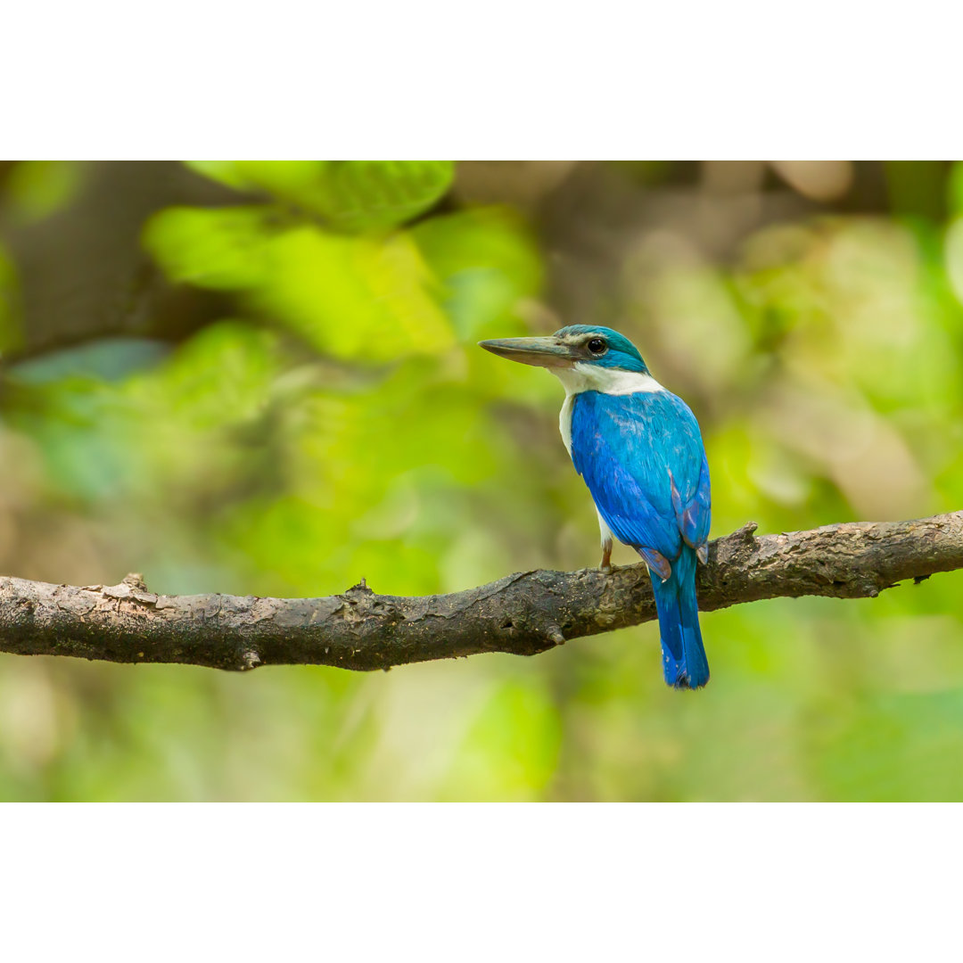 Halsbandeisvogel von Kajornyot - Foto ohne Rahmen auf Leinwand