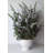 Lavender Arrangement in Pot