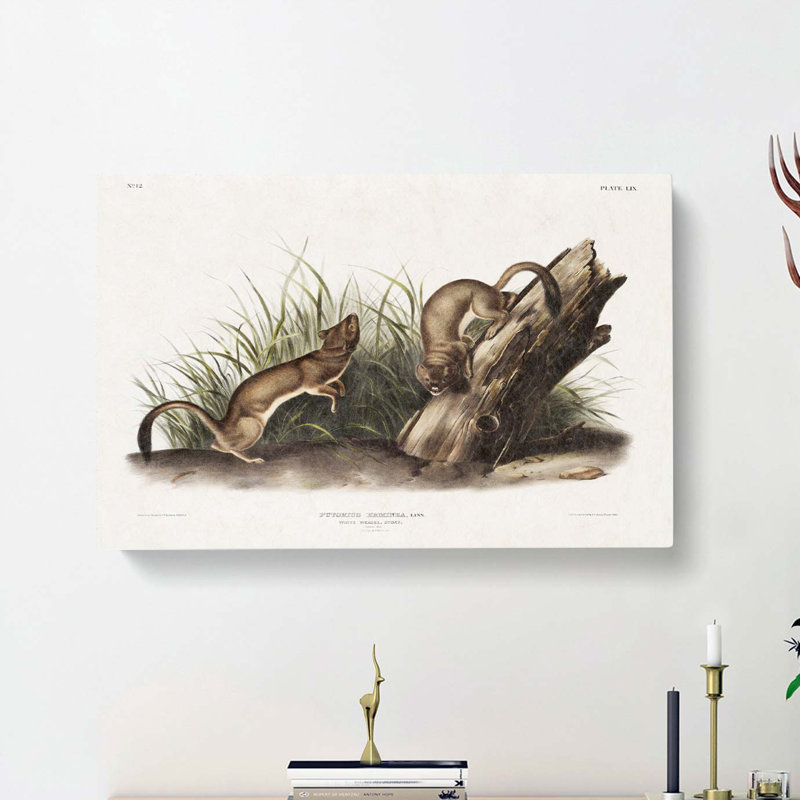 White Weasels by J.W. Audubon - Wrapped Canvas, 40cm H x 60cm W x 3cm D