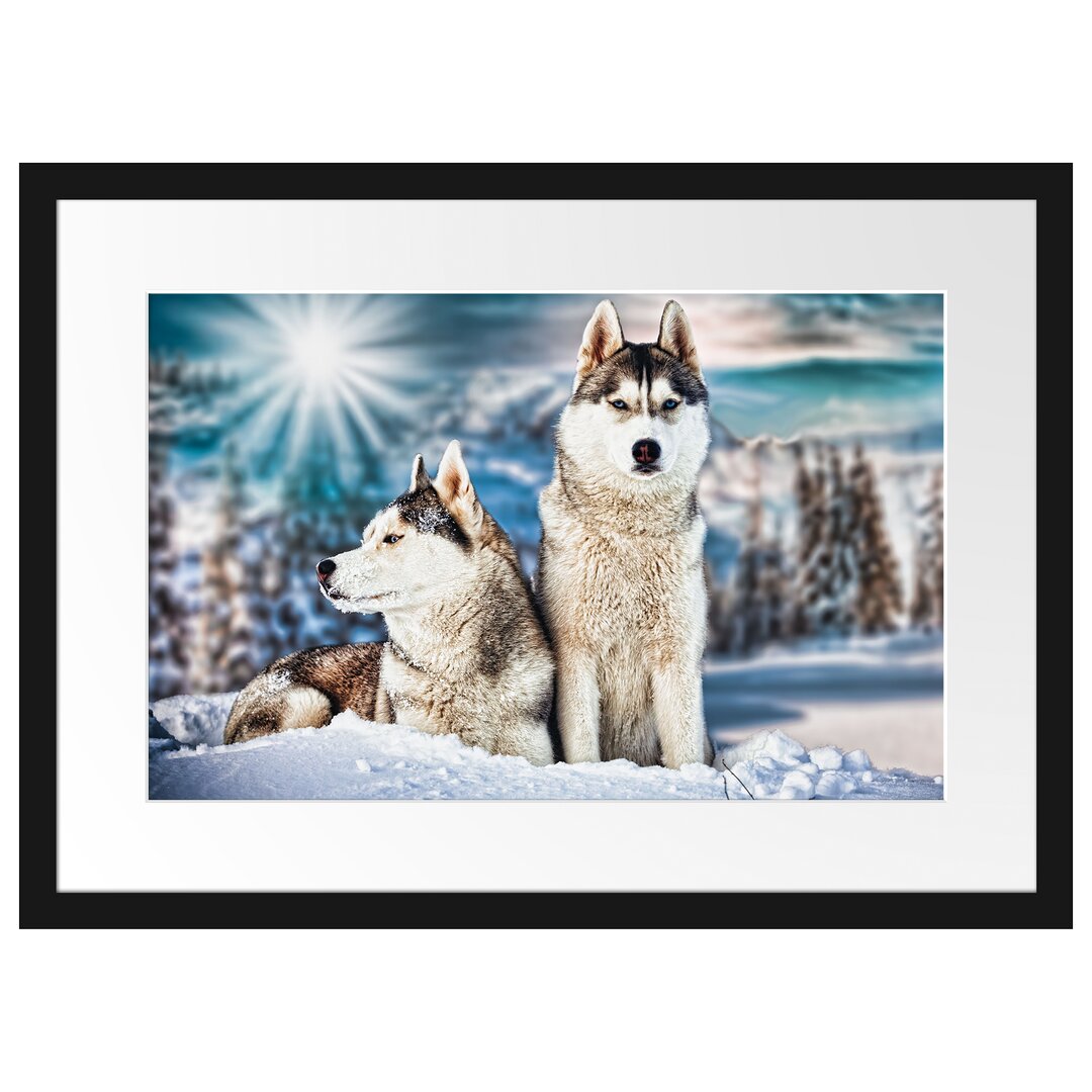 Gerahmtes Poster Zwei wilde Huskies