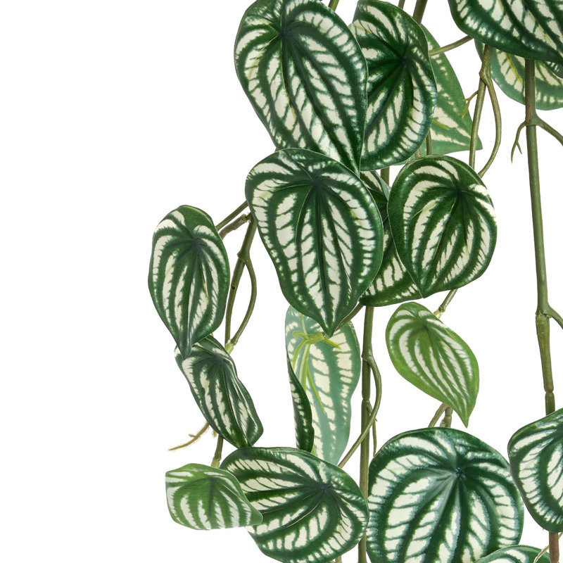 33 "feuilles de vigne en faux peperomia pour jardinières suspendues