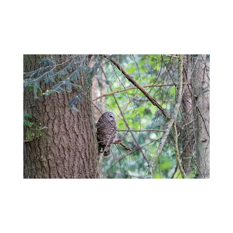 Owl by MScottPhotography - Wrapped Canvas Print, 20.32 cm H x 30.48 cm W