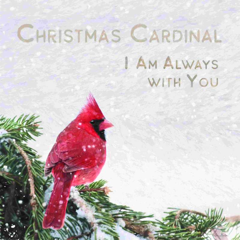 Cardinal de Noël, H 12 po x l 12 po
