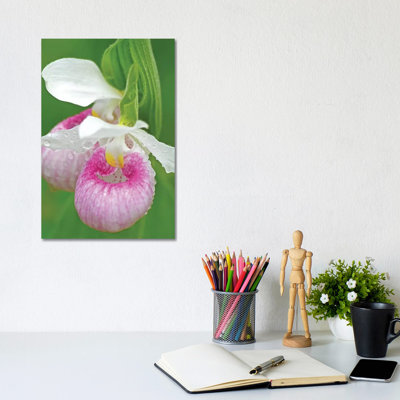 Showy Lady Slippers by Brian Wolf - Wrapped Canvas Photograph
