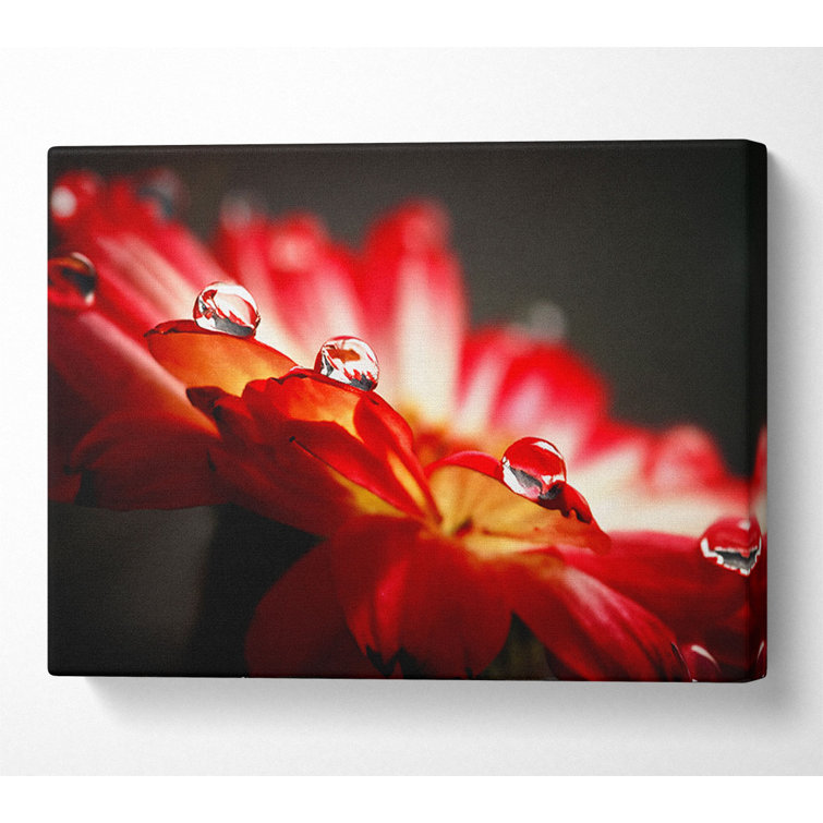 Macro Drops - Wrapped Canvas Print
