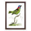 Collared Tanager Bird by George Shaw - Picture Frame Painting Print-55621234-55621233