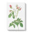Crimson Evrat's Rose by Pierre-Joseph Redoute - Wrapped Canvas Painting-55371646