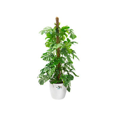 Pot Planter
