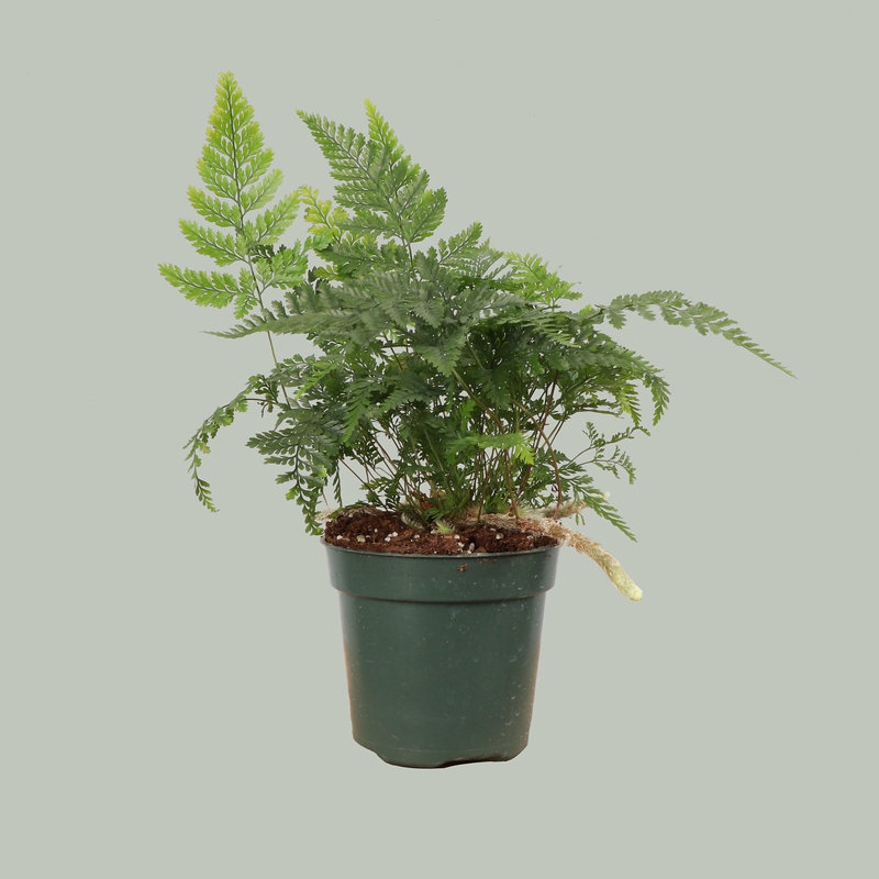Live Rabbit's Foot Fern Plant