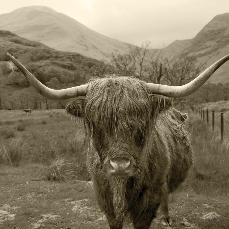 Bétail écossais Highland III sépia, H 20 po x l 20 po
