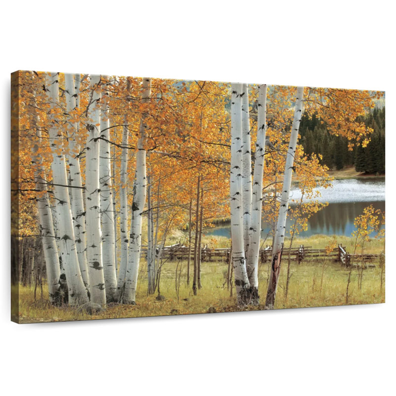 Alvord Birch Beauty