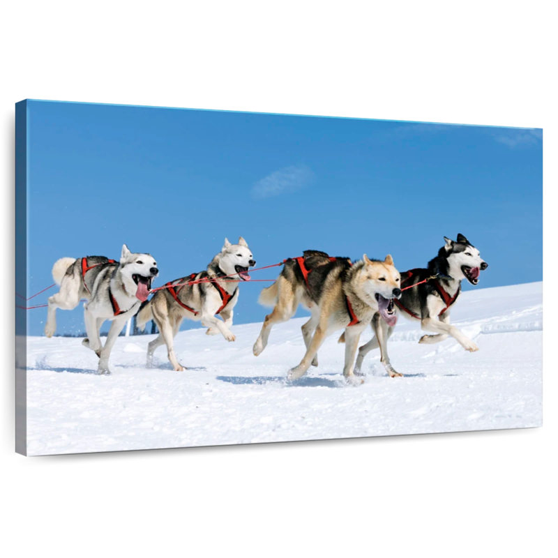 Chiens de traîneau Husky, H 34 po x l 51 po