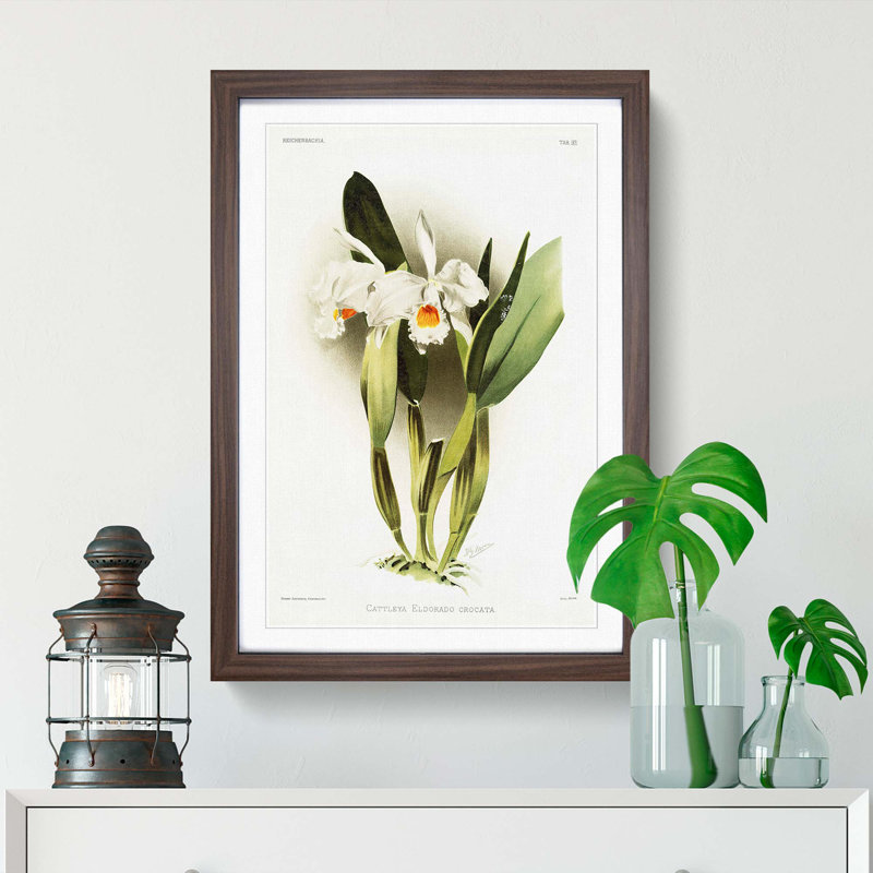 Magnolia Flowers Illustration Tab.93 by Frederick Sander - Picture Frame Art Print, 76cm H x 50cm W x 2cm D, Walnut