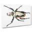 Goliath Beetle by George Shaw - Wrapped Canvas Painting-55304221