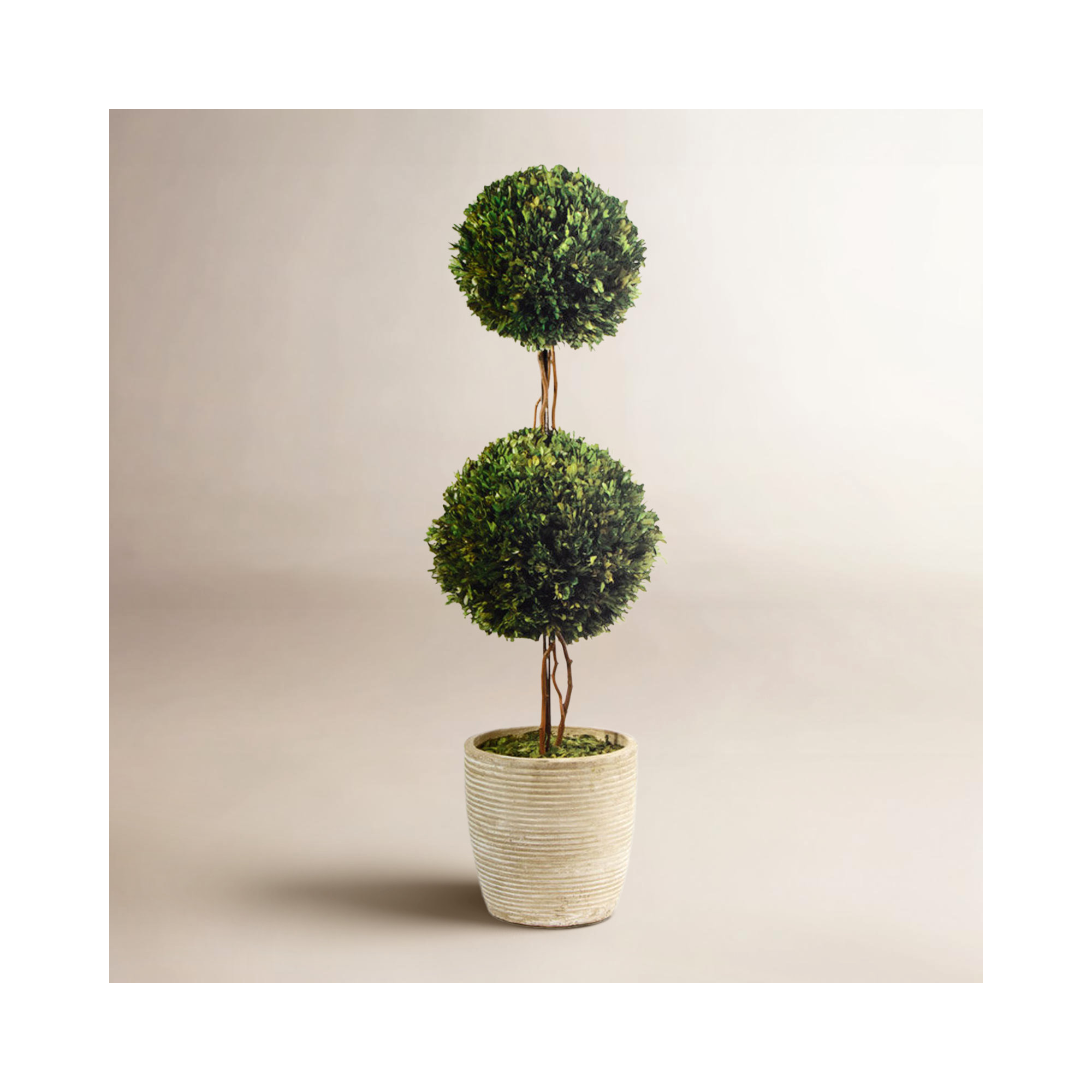 Alby Preserved Boxwood Topiary in Pot, 28" H x 8.5" W x 8.5" D