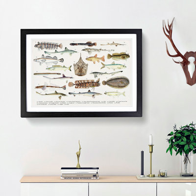 Illustrations of Southern Pacific Fishes by F.E. Clarke - Framed Print