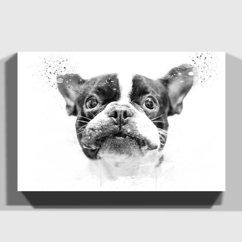 French Bulldog Dog - Wall Art, 35cm H x 50cm W, Wrapped Canvas