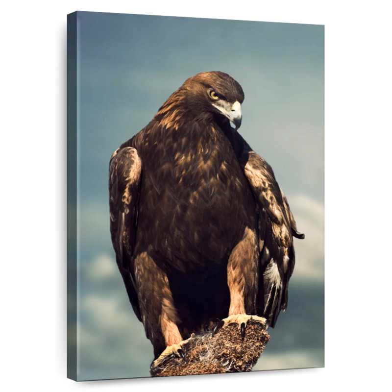 Brampt Regal Golden Eagle, 24" H x 16" W