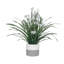 34 po Fausse citronnelle en pot