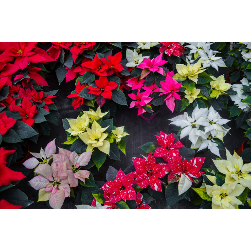 Poinsettia Flower by Goroda - Wrapped Canvas Print, 51cm H x 76cm W